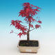 Outdoor bonsai - maple palmatum DESHOJO - Maple dlanitolistý - 1/3
