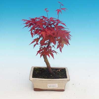 Outdoor bonsai - maple palmatum DESHOJO - Maple dlanitolistý - 1