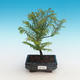 Outdoor bonsai - Two-line bream - 1/4