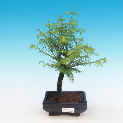 Outdoor bonsai - Two-line bream - 1