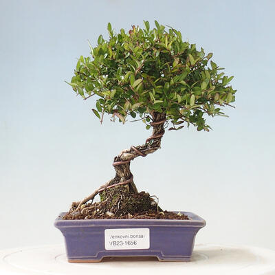 Outdoor bonsai-Lonicera nitida -Honeysuckle