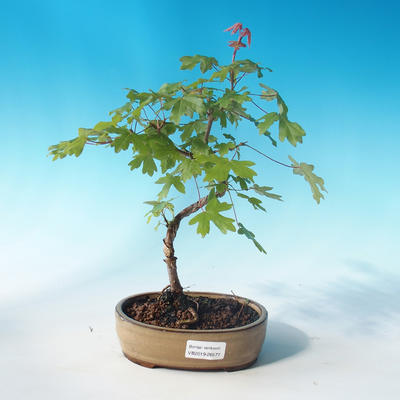 Outdoor bonsai-Acer campestre-maple maple