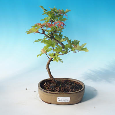 Outdoor bonsai-Acer campestre-maple maple