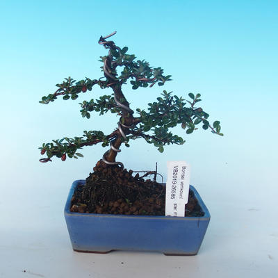 Outdoor bonsai-Cotoneaster horizontalis-Cotoneaster - 1