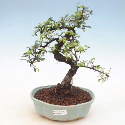 Indoor bonsai - Ulmus parvifolia - Smallleaf elm - 1