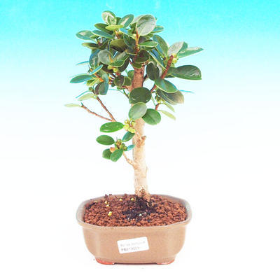 Room bonsai -Fíkus panda PB213659 - 1