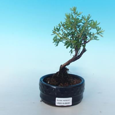 Outdoor bonsai-cinquefoil - Dasiphora fruticosa yellow - 1