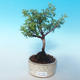 Outdoor bonsai-cinquefoil - Dasiphora fruticosa yellow - 1/2