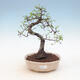Indoor bonsai - Ulmus parvifolia - Smallleaf elm - 1/3