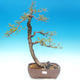Outdoor bonsai - Larix decidua - Larch deciduous - 1/2