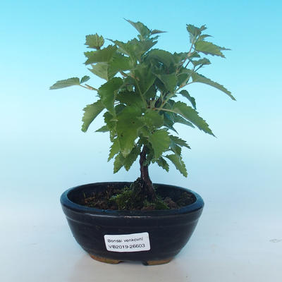 Outdoor bonsai - Betula verrucosa - Silver Birch
