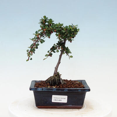 Outdoor bonsai - Cotoneaster horizontalis - Rock Garden