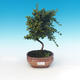 Outdoor bonsai-Cotoneaster horizontalis-Cotoneaster - 1/2