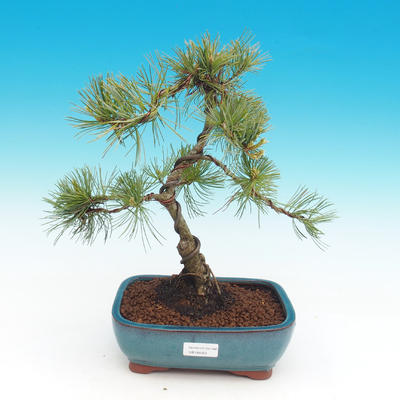 Pinus parviflora - Small pine tree