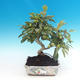 Outdoor bonsai -Malus Halliana - fruited apple - 1/4