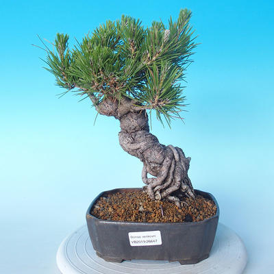 Pinus thunbergii - Thunberg Pine - 1
