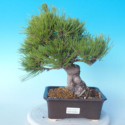 Pinus thunbergii - Thunberg Pine - 1