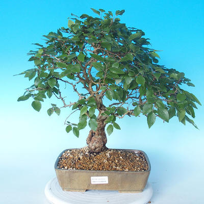 Outdoor bonsai -Carpinus CARPINOIDES - Korean Hornbeam - 1