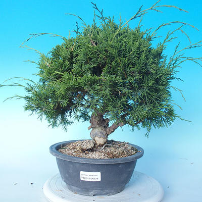 Outdoor bonsai - Juniperus chinensis ITOIGAWA - Chinese Juniper - 1