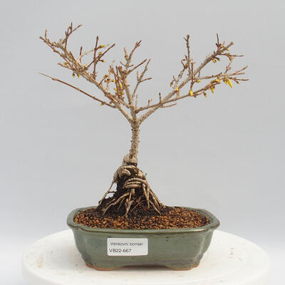 Outdoor bonsai - Forsythia - Forsythia intermedia Week End - 1