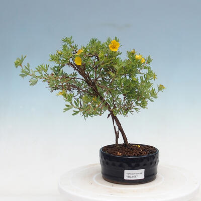 Outdoor bonsai-Cinquefoil - Potentilla fruticosa Goldfinger - 1