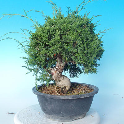 Outdoor bonsai - Juniperus chinensis ITOIGAWA - Chinese Juniper - 1