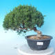 Outdoor bonsai - Juniperus chinensis ITOIGAWA - Chinese Juniper - 1/6