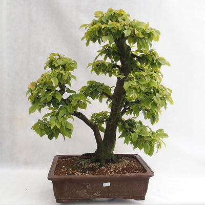 Outdoor bonsai - Hornbeam - Carpinus betulus VB2019-26689 - 1