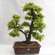 Outdoor bonsai - Hornbeam - Carpinus betulus VB2019-26689 - 1/5
