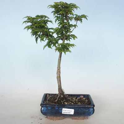 Outdoor bonsai - Acer palmatum SHISHIGASHIRA- Small-leaved Maple VB2020-668 - 1