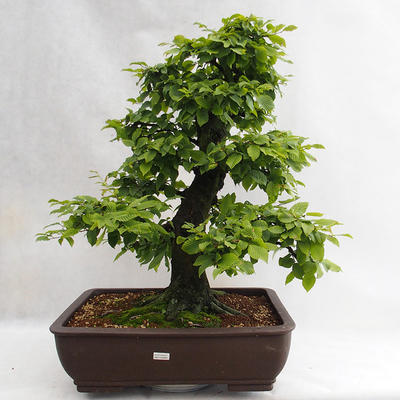 Outdoor bonsai - Hornbeam - Carpinus betulus VB2019-26690 - 1