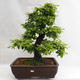 Outdoor bonsai - Hornbeam - Carpinus betulus VB2019-26690 - 1/5