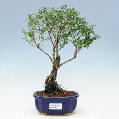 Indoor bonsai - Serissa foetida Variegata - Tree of a thousand stars