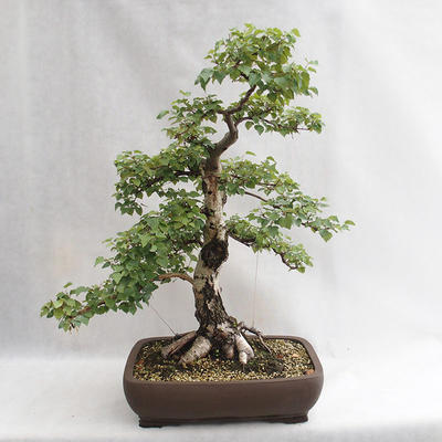 Outdoor bonsai - Betula verrucosa - Silver Birch VB2019-26695 - 1