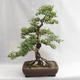 Outdoor bonsai - Betula verrucosa - Silver Birch VB2019-26695 - 1/5