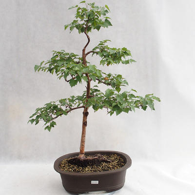 Outdoor bonsai - Betula verrucosa - Silver Birch VB2019-26696 - 1