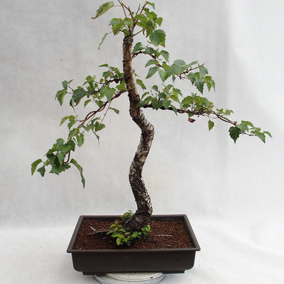 Outdoor bonsai - Betula verrucosa - Silver Birch VB2019-26697 - 1