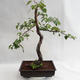 Outdoor bonsai - Betula verrucosa - Silver Birch VB2019-26697 - 1/5