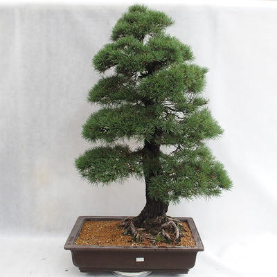 Outdoor bonsai - Pinus sylvestris - Scots pine VB2019-26699 - 1