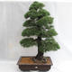 Outdoor bonsai - Pinus sylvestris - Scots pine VB2019-26699 - 1/6