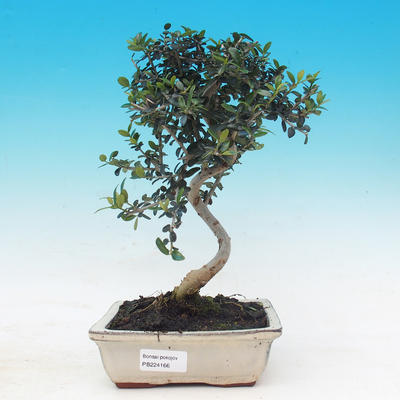 Room bonsai - Olea europaea sylvestris -Oliva European drobnolistá - 1