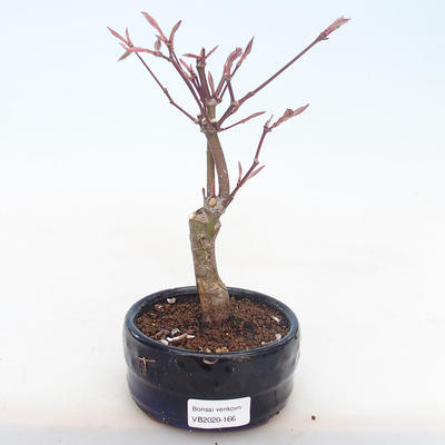 Outdoor bonsai - Acer palm. Atropurpureum-Japanese Maple Red - 1