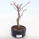 Outdoor bonsai - Acer palm. Atropurpureum-Japanese Maple Red - 1/2
