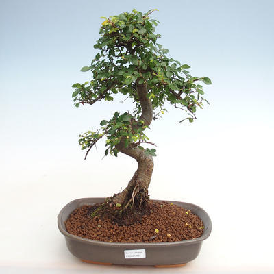 Indoor bonsai - Ulmus parvifolia - Small-leaved elm PB2201266 - 1