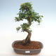 Indoor bonsai - Ulmus parvifolia - Small-leaved elm PB2201266 - 1/3