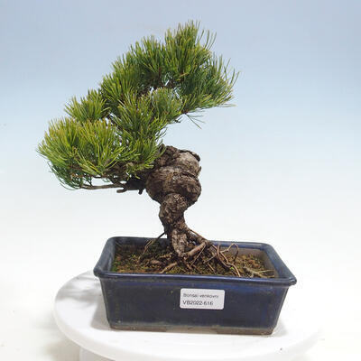 Outdoor bonsai - Pinus parviflora - Small-flowered pine - 1