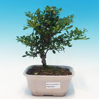 Room bonsai - Ilex crenata - Holly - 1