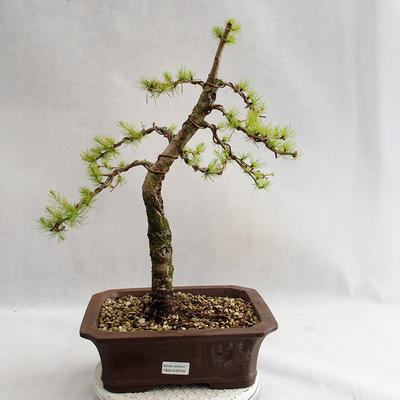 Outdoor bonsai -Larix decidua - European larch VB2019-26702 - 1