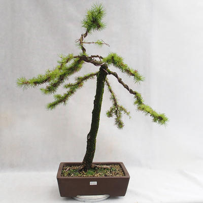 Outdoor bonsai -Larix decidua - European larch VB2019-26704 - 1