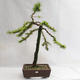 Outdoor bonsai -Larix decidua - European larch VB2019-26704 - 1/5